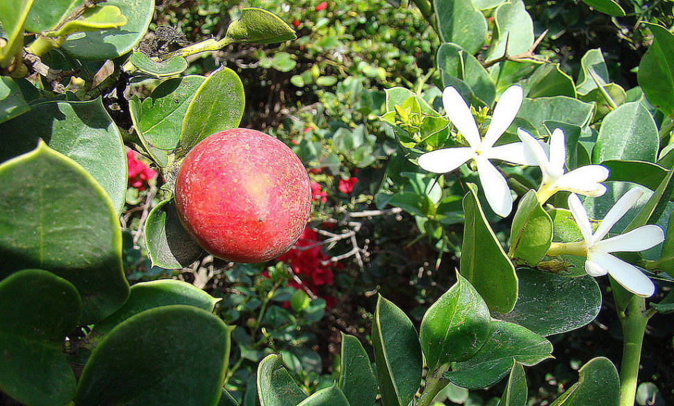 Num-Num (Carissa) in South Africa - Best Season