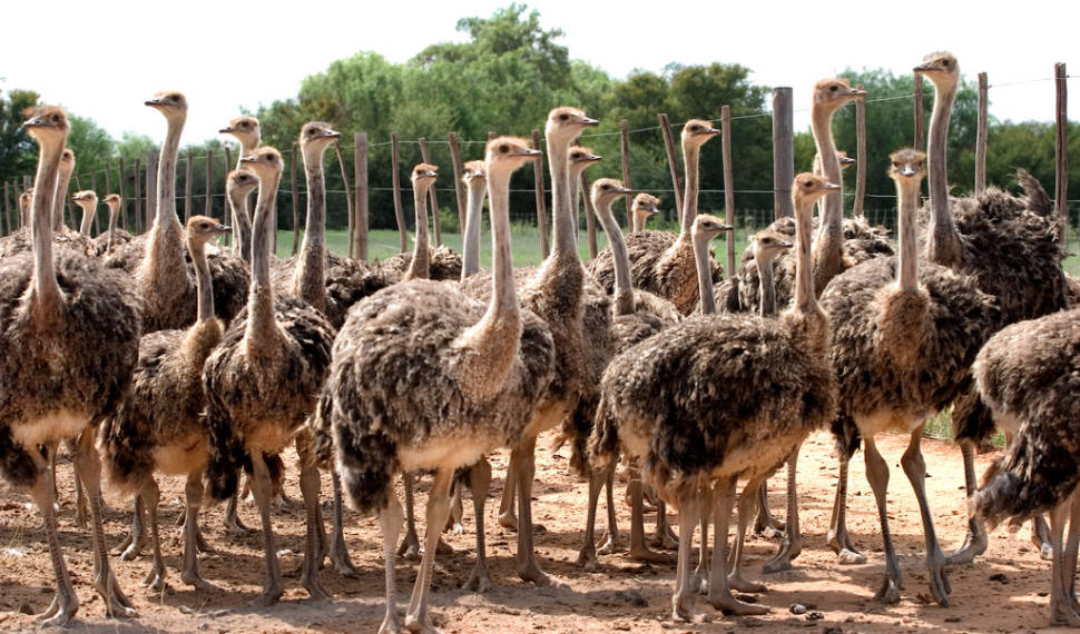 Best time for Oudtshoorn Ostriches in South Africa