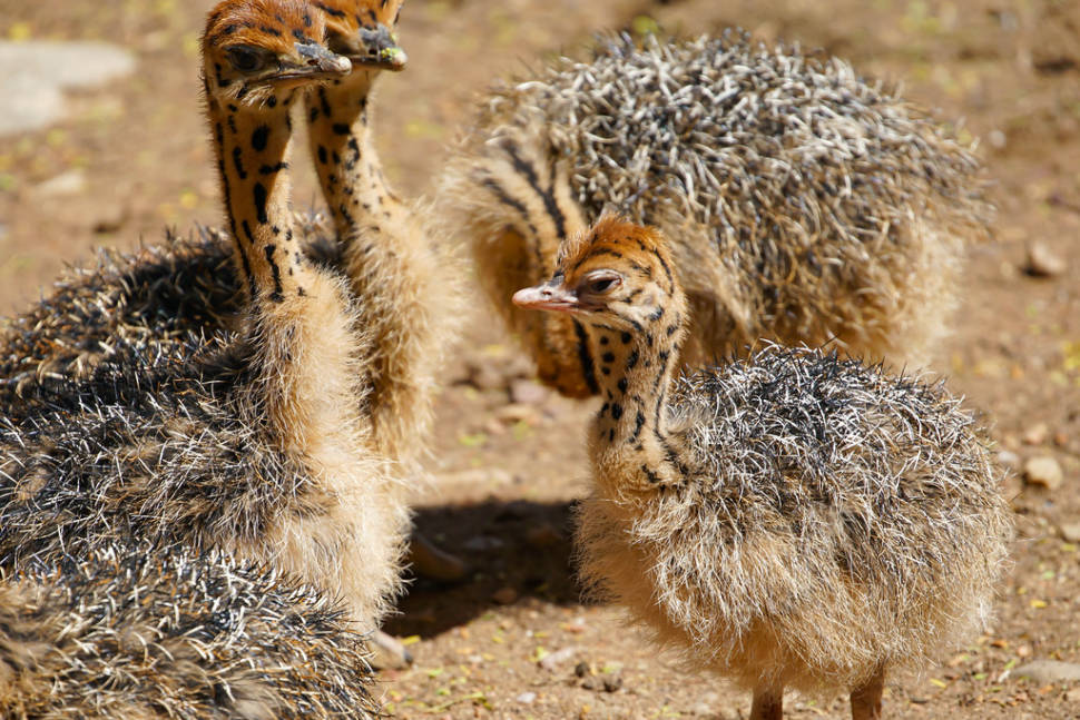 Baby ostriches