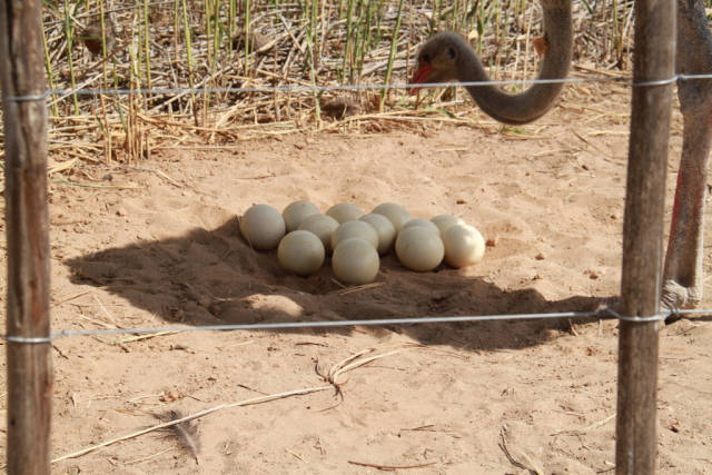 Best time to see Oudtshoorn Ostriches in South Africa
