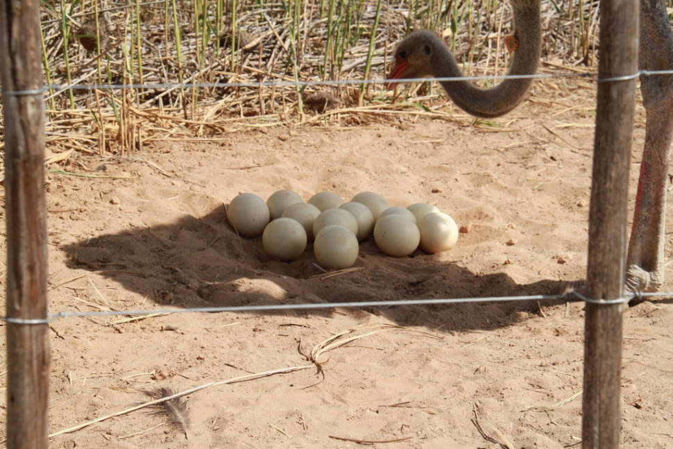 Best time to see Oudtshoorn Ostriches in South Africa