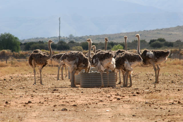Best time to see Oudtshoorn Ostriches