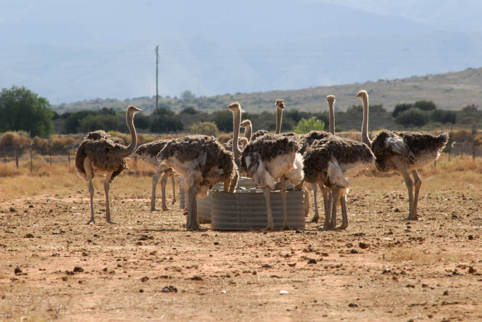 Best time to see Oudtshoorn Ostriches