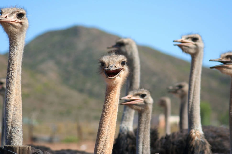 Oudtshoorn Ostriches in South Africa - Best Time