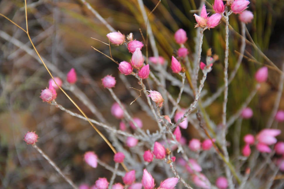 Kouebokkeveld blooming beauty