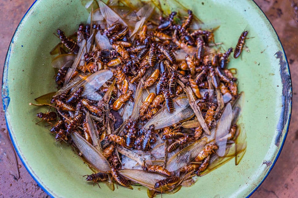 Roasted Termites in South Africa - Best Season