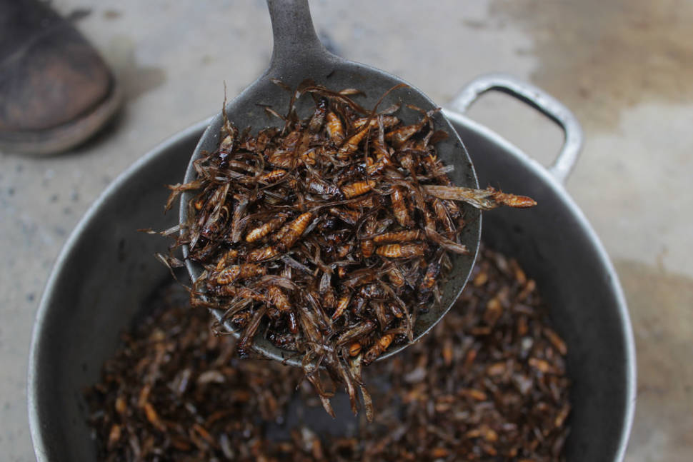 Roasted Termites in South Africa - Best Time