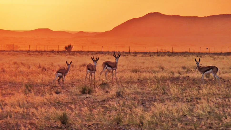 Springbok