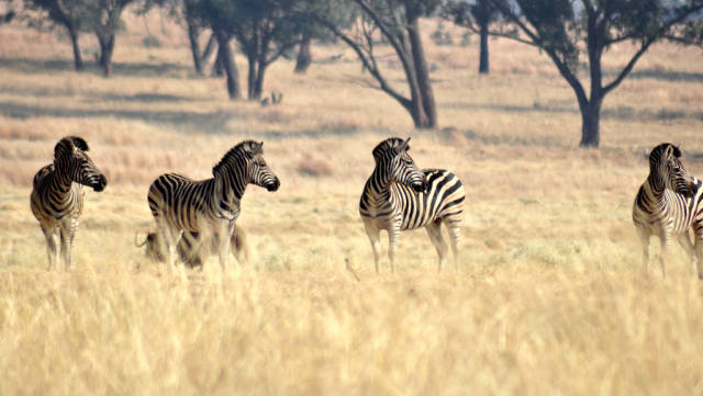 Lion and Safari Park