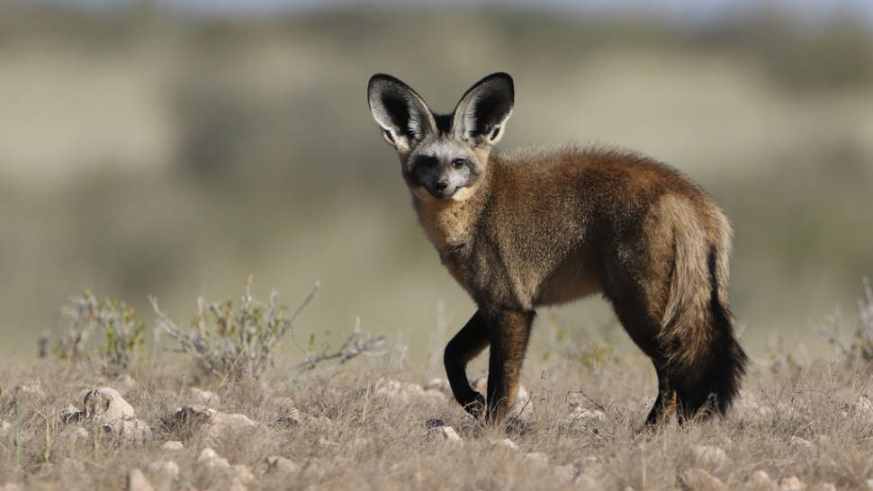 Bat-eared fox at Kgalagadi Transfrontier Park, Northern Cape, South Africa