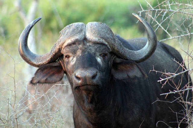 Buffalo, Kruger National Park, South Africa