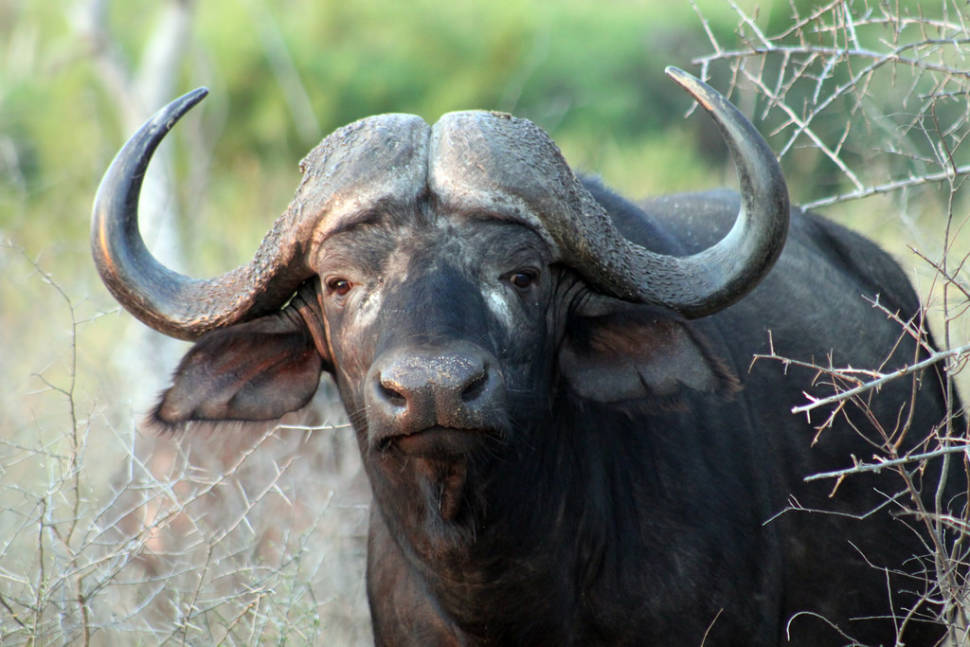 Buffalo, Kruger National Park, South Africa