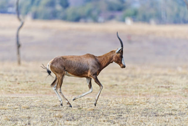Bontebok