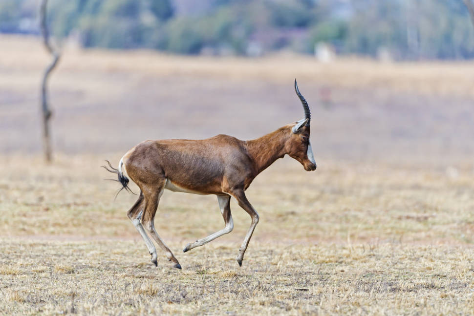 Bontebok