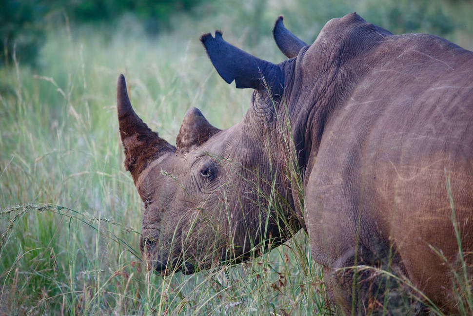 Rhino