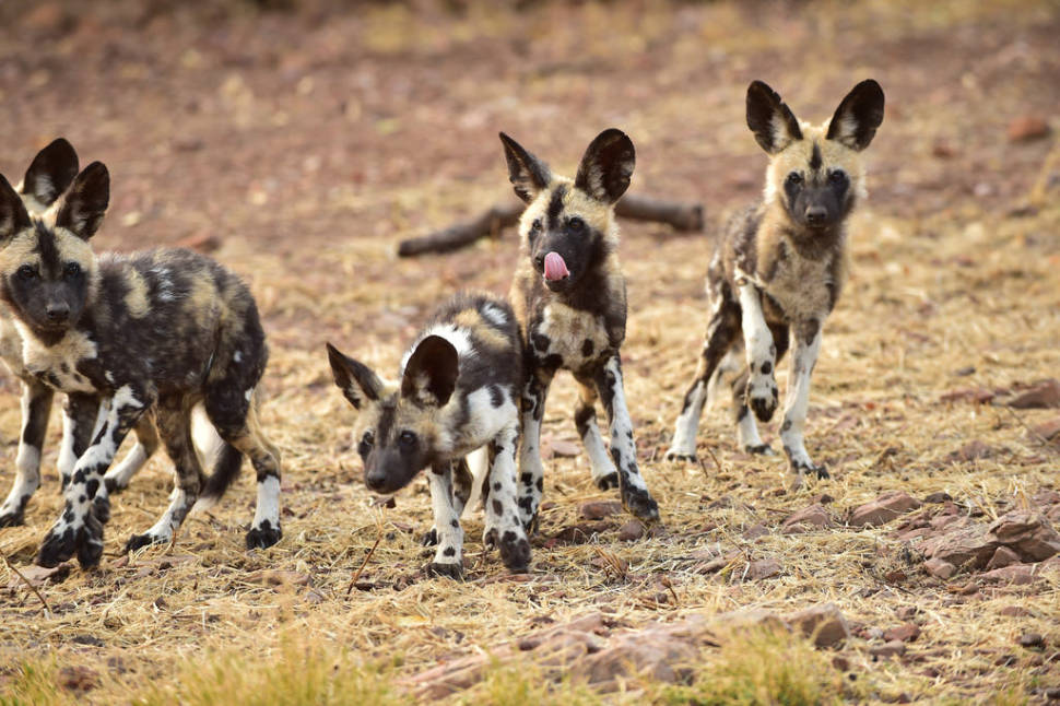 African wild dogs in De Wildt Cheetah and Wildlife Centre