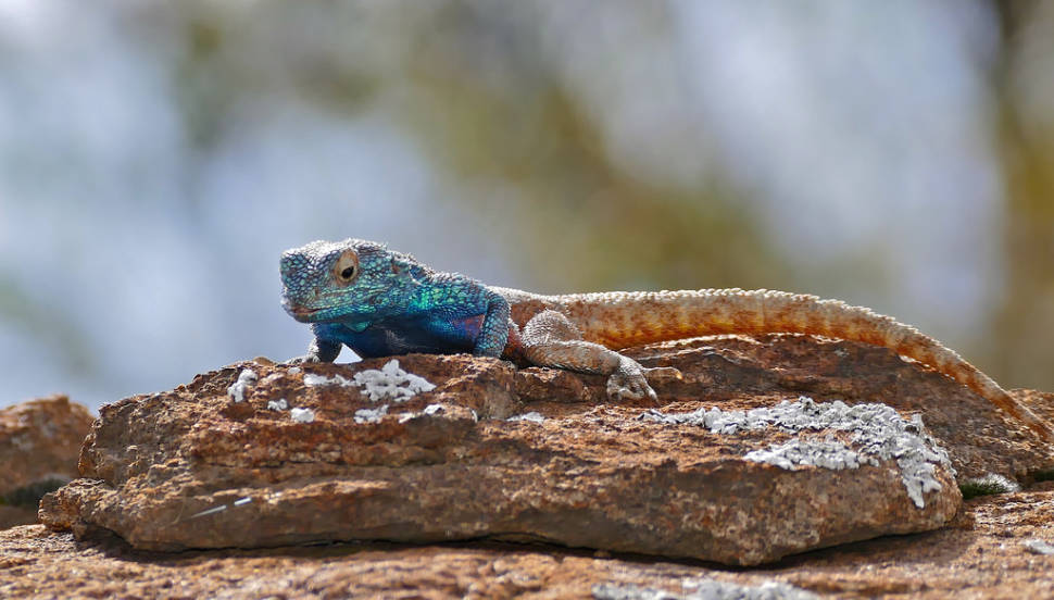 Southern rock agama