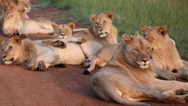 Lions
