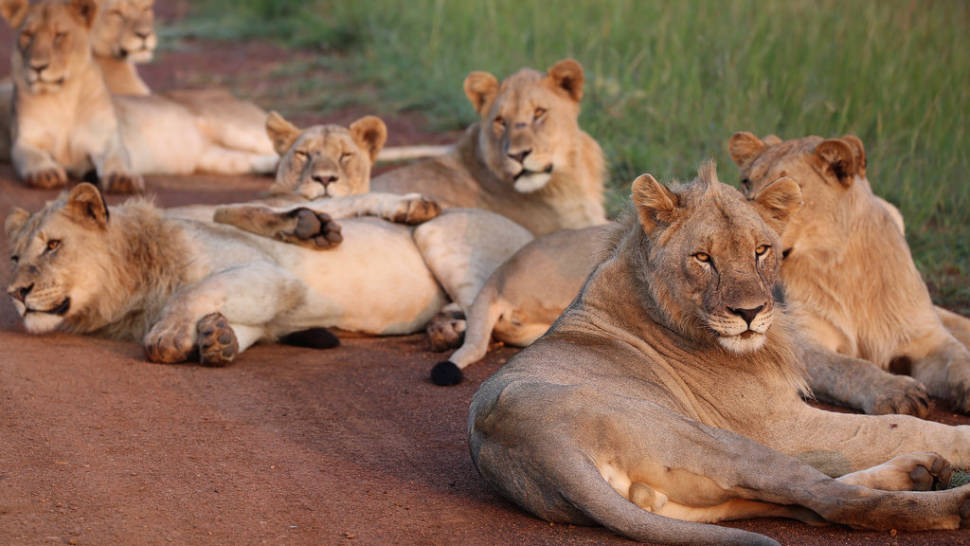 Lions