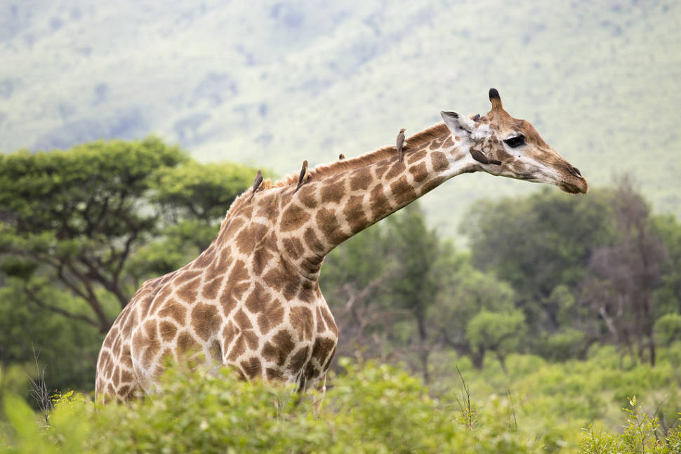 Safari in South Africa - Best Time