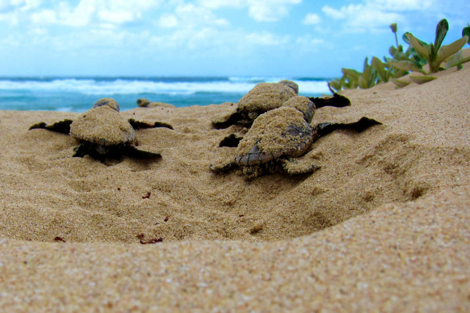 Loggerhead turtles in Mabibi