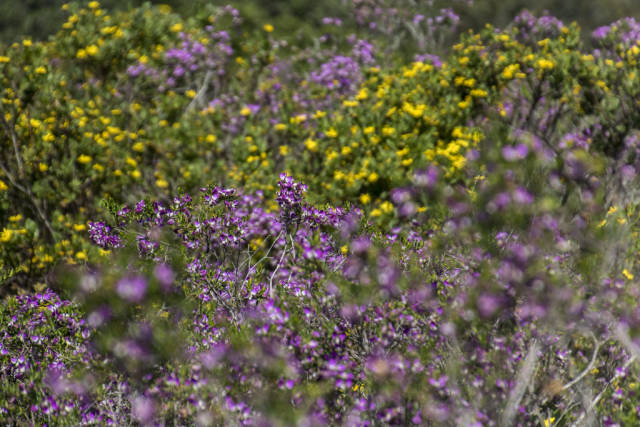 West Coast Wildflowers in South Africa - Best Season