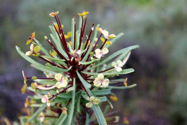 West Coast Wildflowers in South Africa - Best Time