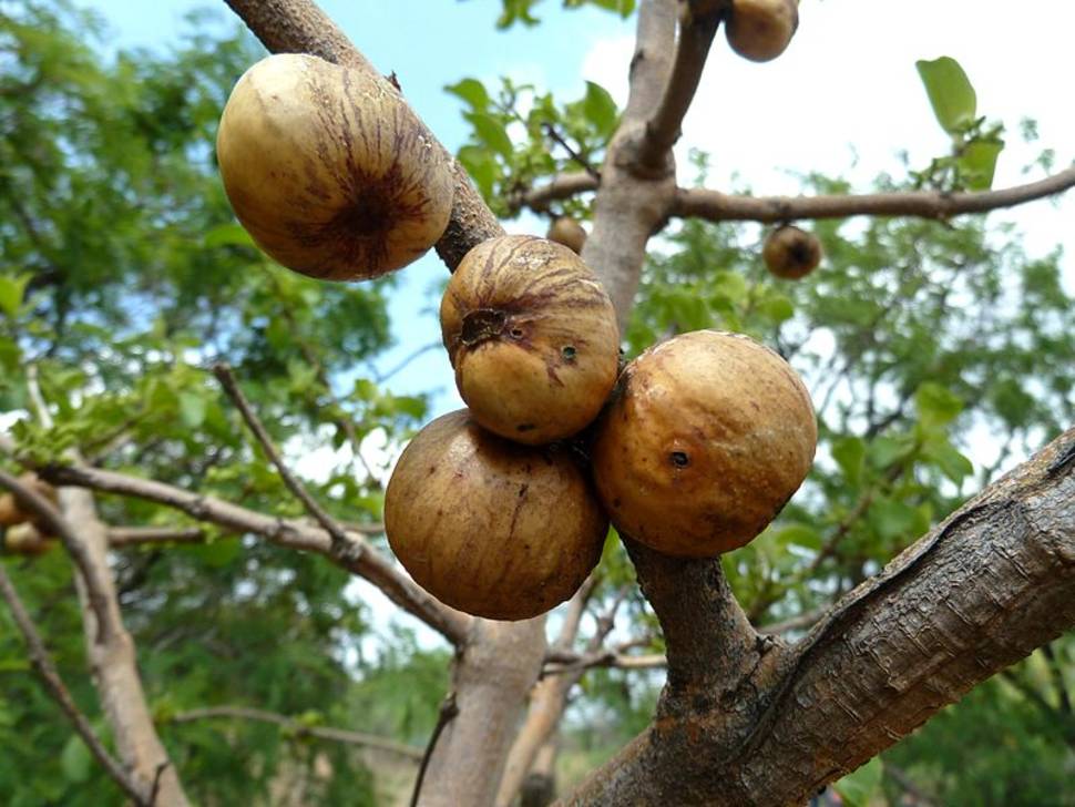 Wild Medlar in South Africa - Best Time