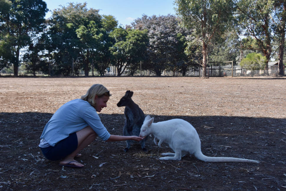 Best time to see Baby Kangaroos (Joeys) in South Australia