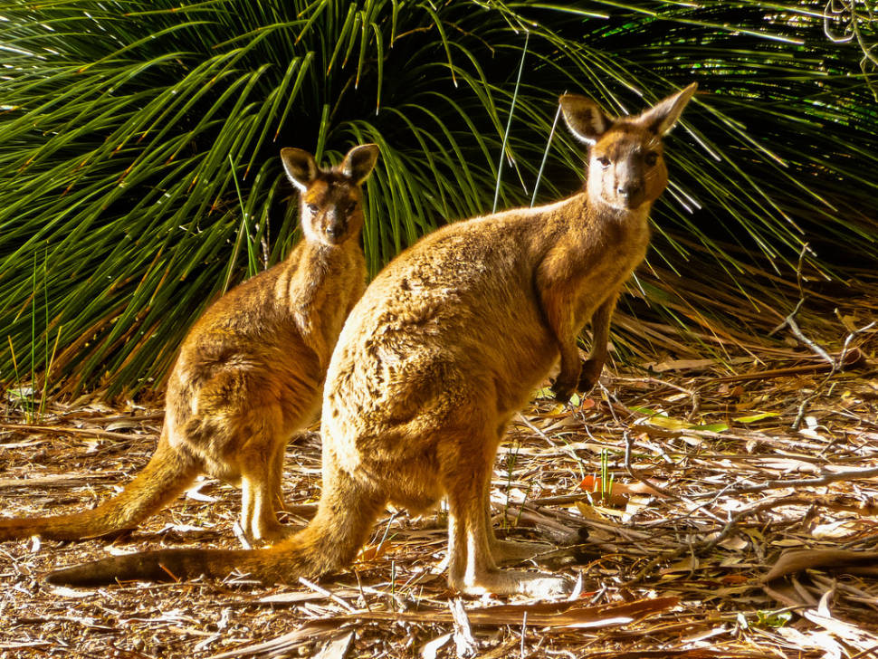Best time for Baby Kangaroos (Joeys)