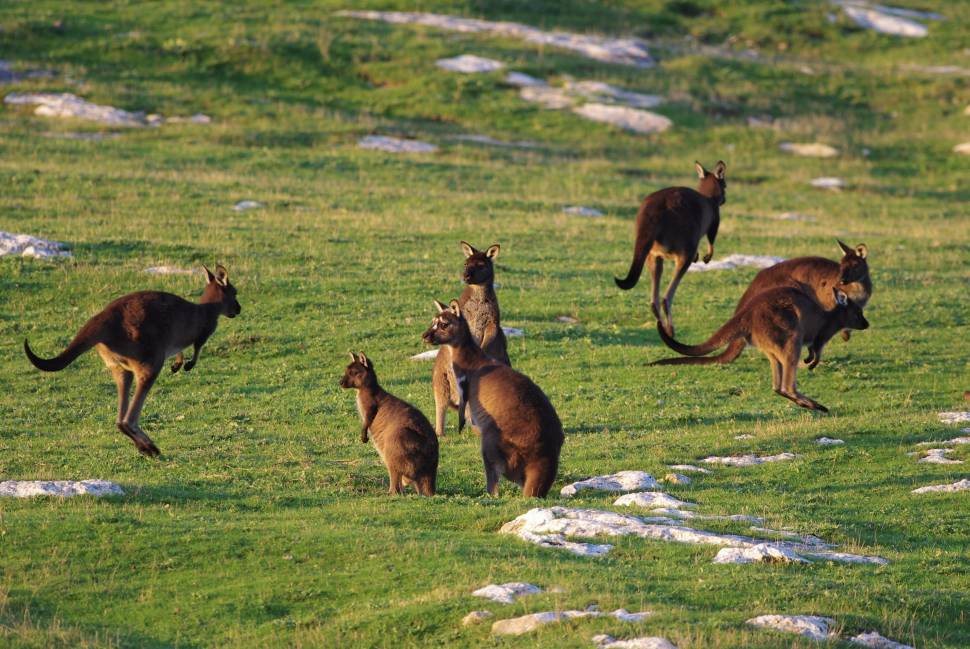 Baby Kangaroos (Joeys) in South Australia - Best Time