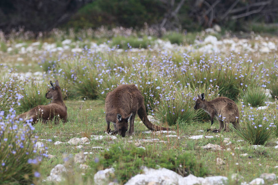 Baby Kangaroos (Joeys) in South Australia - Best Season