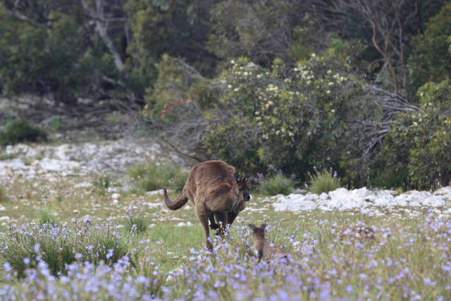Best time for Baby Kangaroos (Joeys) in South Australia