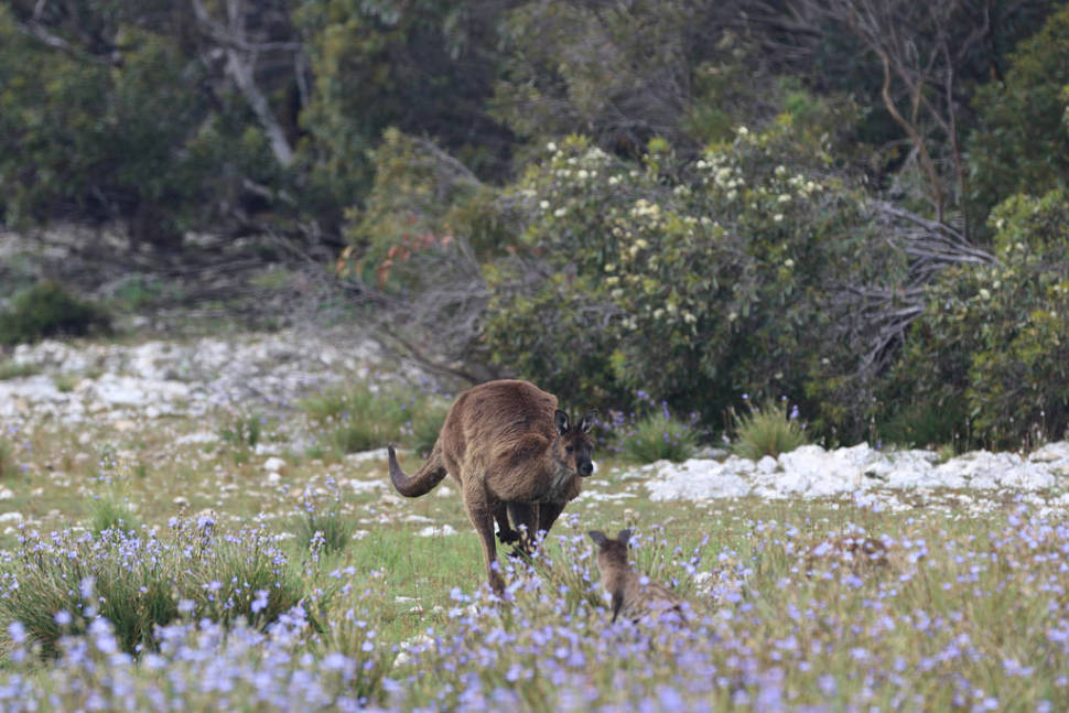 Best time for Baby Kangaroos (Joeys) in South Australia