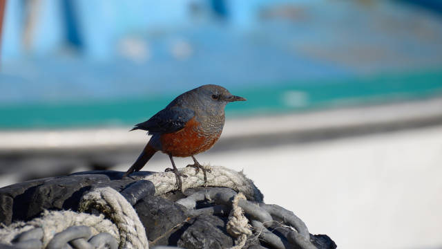 Blue Rock Thrush