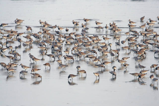 Great Knots (Calidris tenuirostris) feeding on the former Saemangeum flats, South Korea