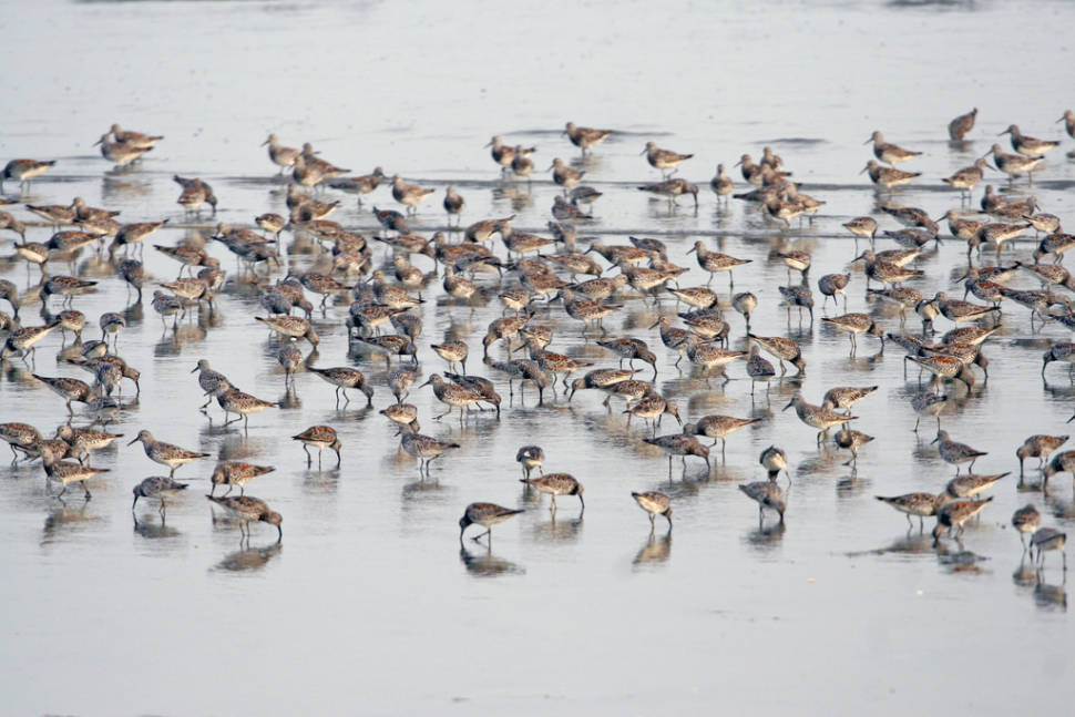 Great Knots (Calidris tenuirostris) feeding on the former Saemangeum flats, South Korea