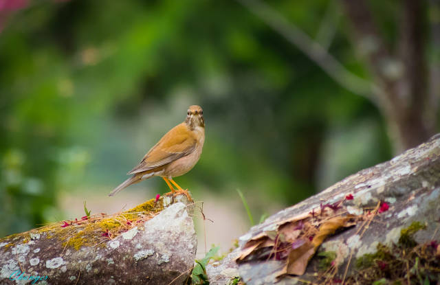 Pale thrush (Turdus pallidus)