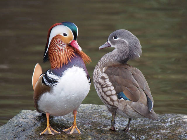 Birdwatching during Spring and Autumn Migrations in South Korea - Best Time