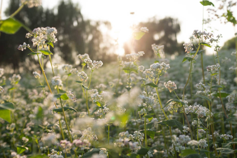 Best Time to See Buckwheat Bloom in South Korea 2019 Rove.me