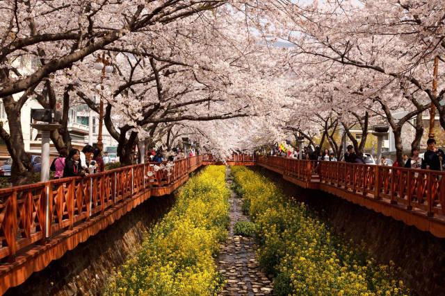 Cherry Blossom in Jinhae