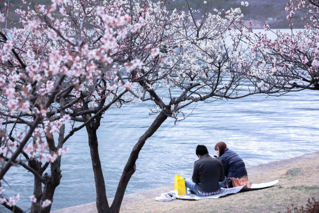 Cherry Blossom near Bomunho Lake