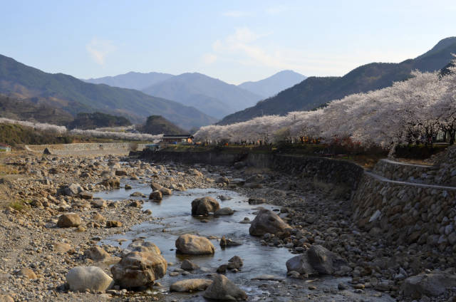 Cherry Blossoms, Hwagae-myeon, Hadong-gun, Jeollanamdo