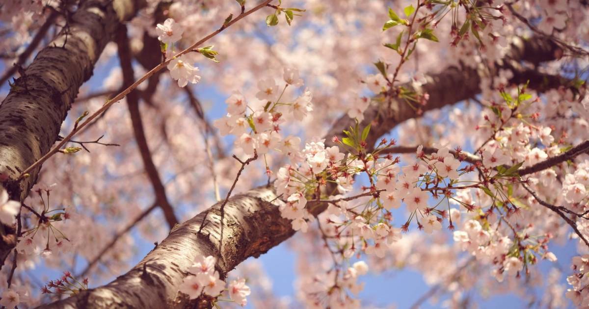 Best Time To See Cherry Blossom In South Korea 2019 Rove Me