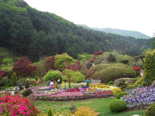 Flowers in the Garden of Morning Calm in South Korea - Best Season
