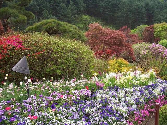 Flowers in the Garden of Morning Calm in South Korea - Best Time