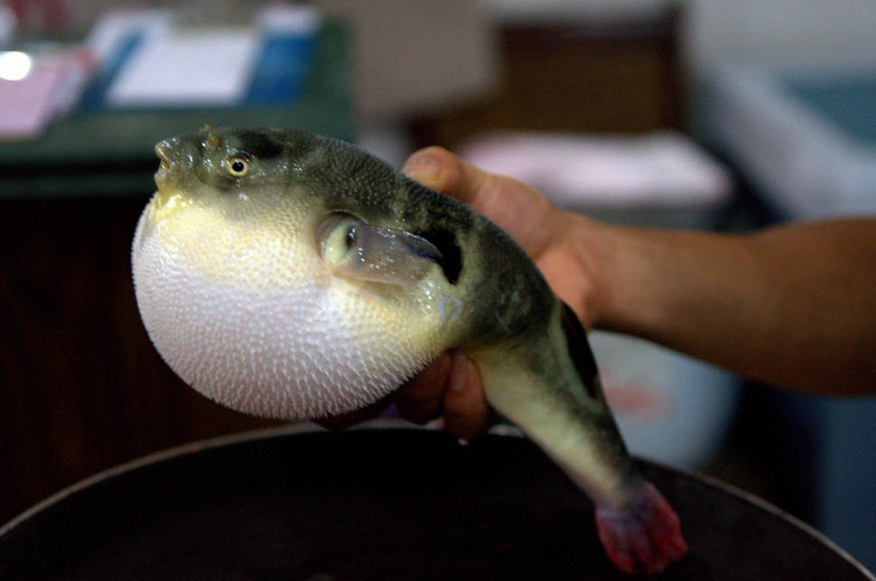 Fugu (Puffer Fish or Blowfish) in South Korea - Best Time