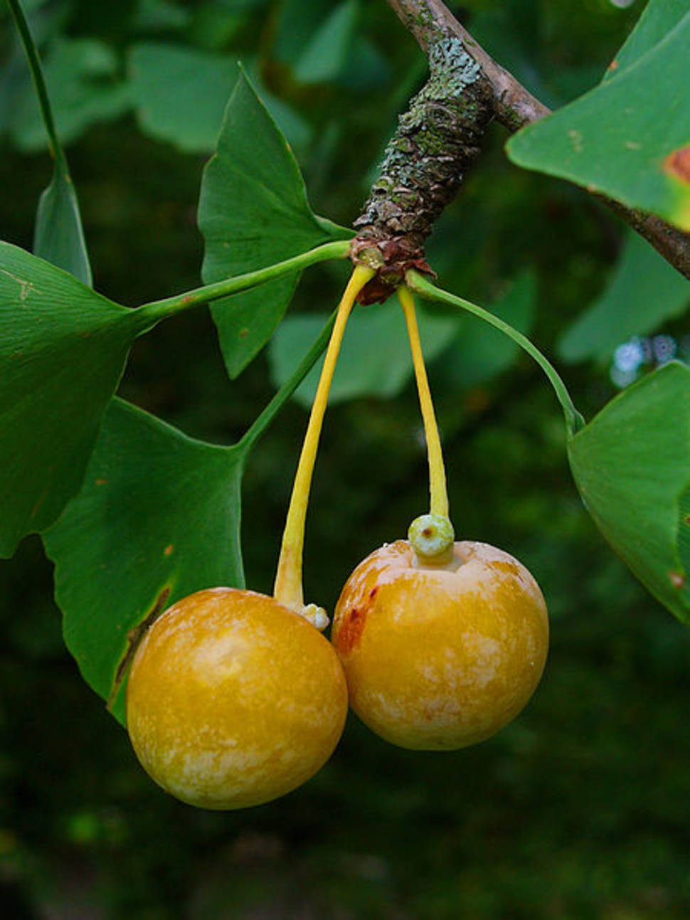 Ripe ginkgo biloba fruit
