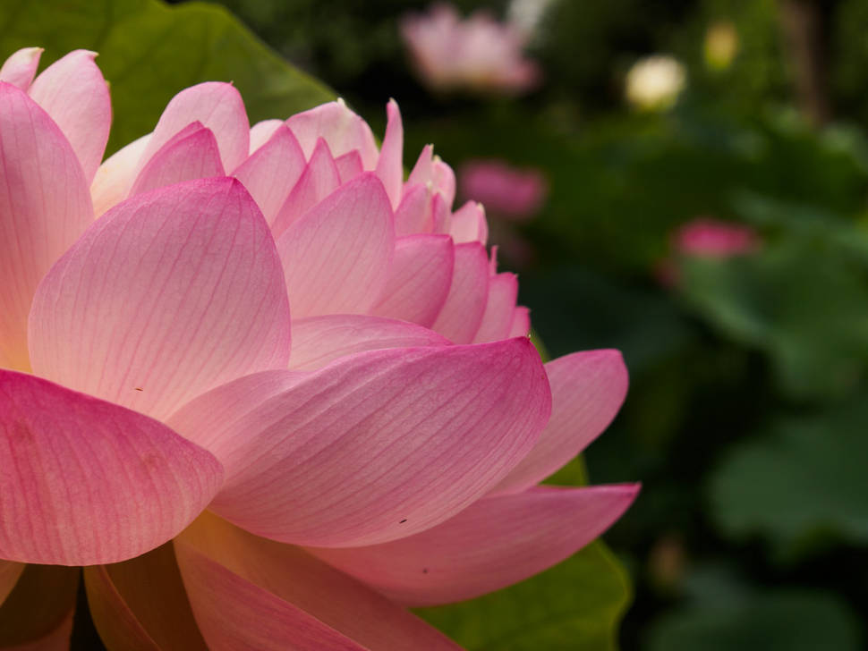 Bongwonsa Temple Lotus Festival
