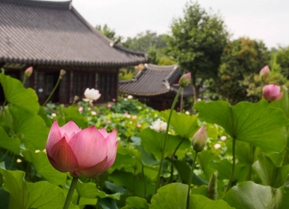 Lotus Flower in South Korea - Best Time